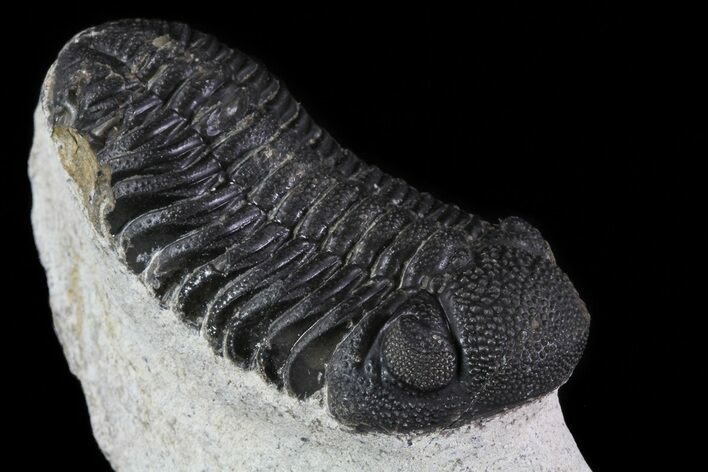 Bargain, Morocops Trilobite - Bumpy Shell #79846